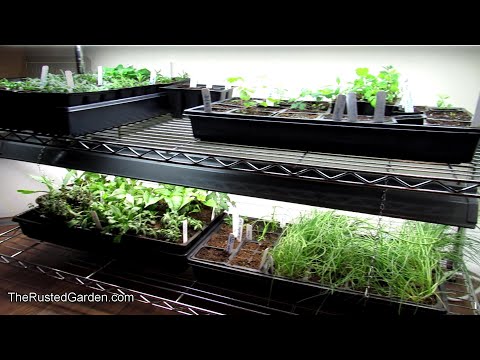 Vídeo: Usos e cuidados com Poblano: aprenda sobre o cultivo de pimentas Poblano no jardim