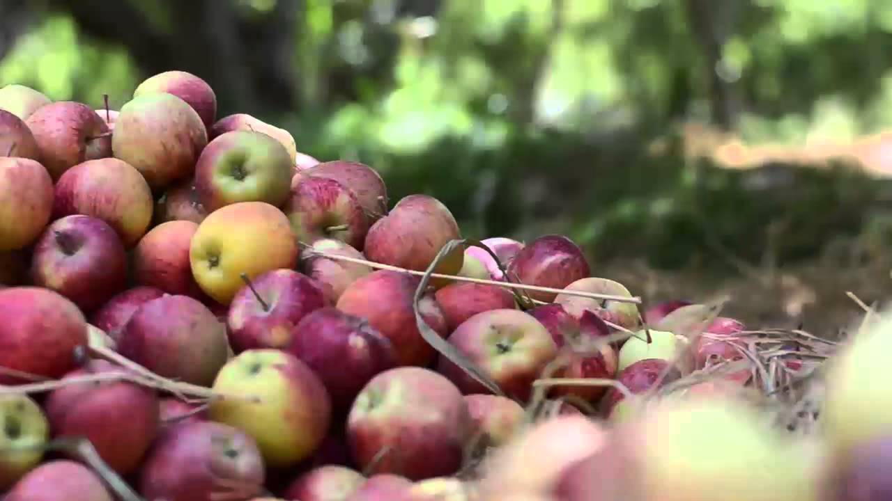 Apple Fruit Basket of Pakistan A Short Film by 60 Second