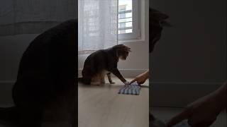 What to expect from the future? #battleoffates #cutecat #tockycat  #고양이 #운명전쟁49 #tarotreading