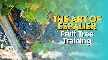 The Art of Espalier: Fruit Tree Training