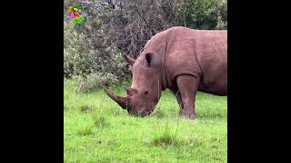 Rhinoceros 🦏/ Rhinoceros Sounds