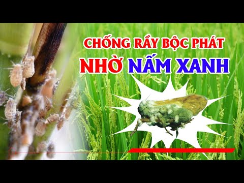 CHỐNG RẦY NÂU