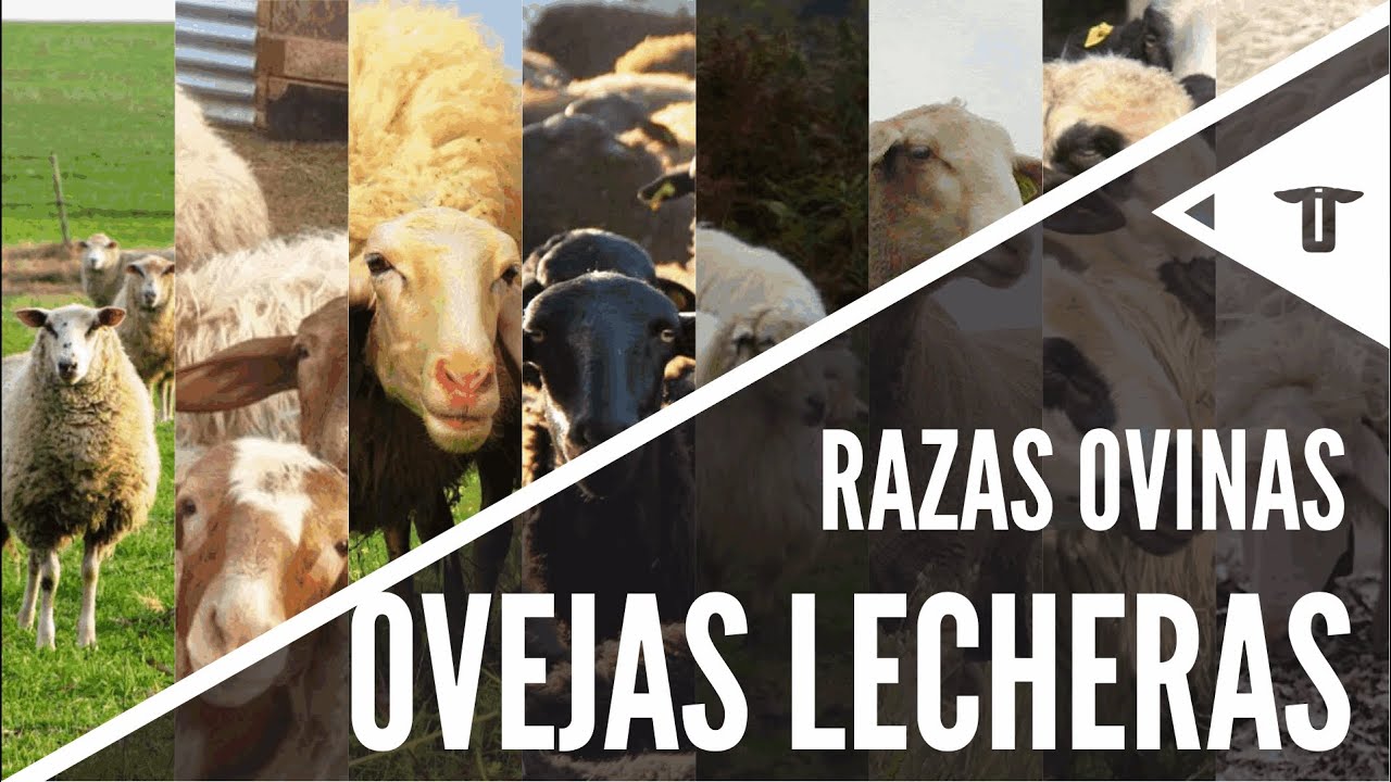 Las mejores ovejas lecheras | Razas ovinas - YouTube