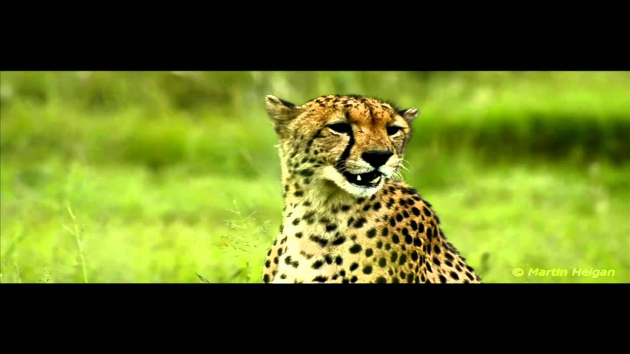Cheetah Mating Call YouTube