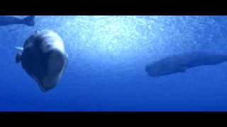 test.flv