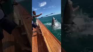 Mother Shark Destroys The Boat To Save Her Baby