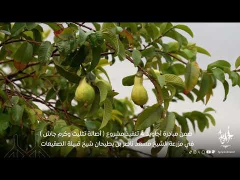 برومو فعاليات اجاويد 4 ( اصالة تثليث وكرم جاش )