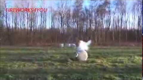 FP3 Original vs FP3 Small