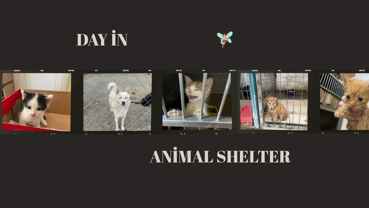 Day In Animal Shelter