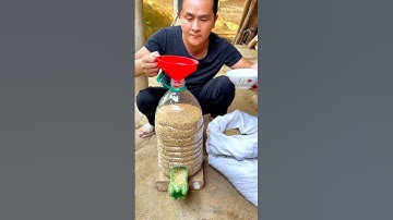 DIY Smart Chicken Feeder: Two Plastic Bottles, Easy Auto-Feeding!