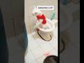 Amazing cat used a toilet and then it happened cat animals shorts