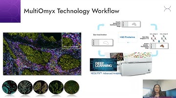 Deep Profiling and Spatial Characterization of Tumor Microenvironment TME Using Hyperplex Immunofluo