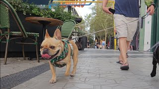 4K ASMR Experience: Barcelona's Glories Walk Adventure with Adorable French Bulldogs! 2023.07.11