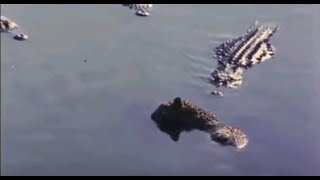 Alligators eating Jaguar ♦  Animal Attack