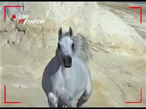 اغنيه وخاصمنى يا زمانى وارجع صالحنى تانى روعه