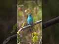 Verditer flycatcher #sonyalpha #birding ##wildlife #lens