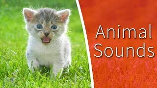 Animal Sounds for Kids - 34 amazing animals screenshot 5