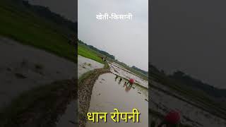 धान रोपनी | खेती-किसानी | Paddy Farming in Bihar 2021 | Shorts | Youtube Shorts Videos