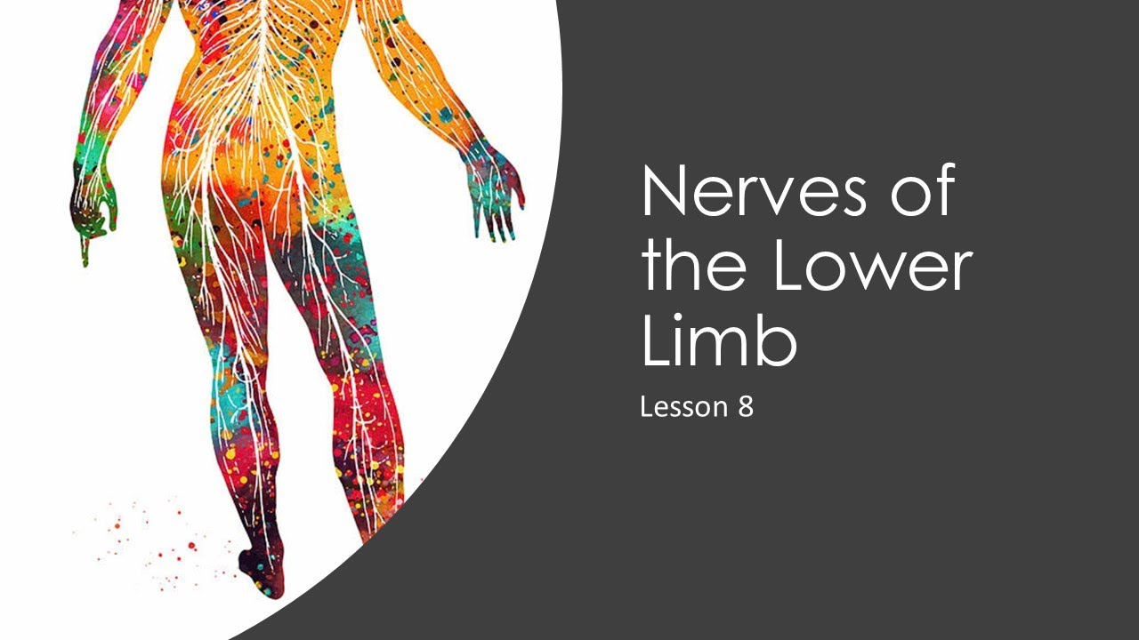 Lesson 8: Nerves of the Lower Limb - YouTube