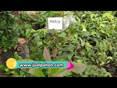 Jual Bibit Buah Miracle Fruit (Buah Ajaib)