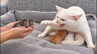 Mother Cat Sees Strange Lost Kittens for the First Time—Will She Accept Them