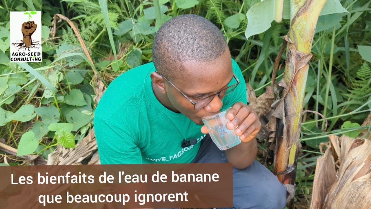 Les bienfaits de l'eau de banane plantain que beaucoup ignorent