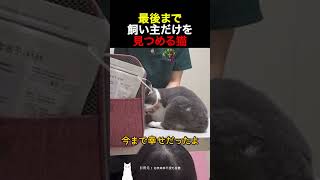 最後まで飼い主だけを見つめる猫