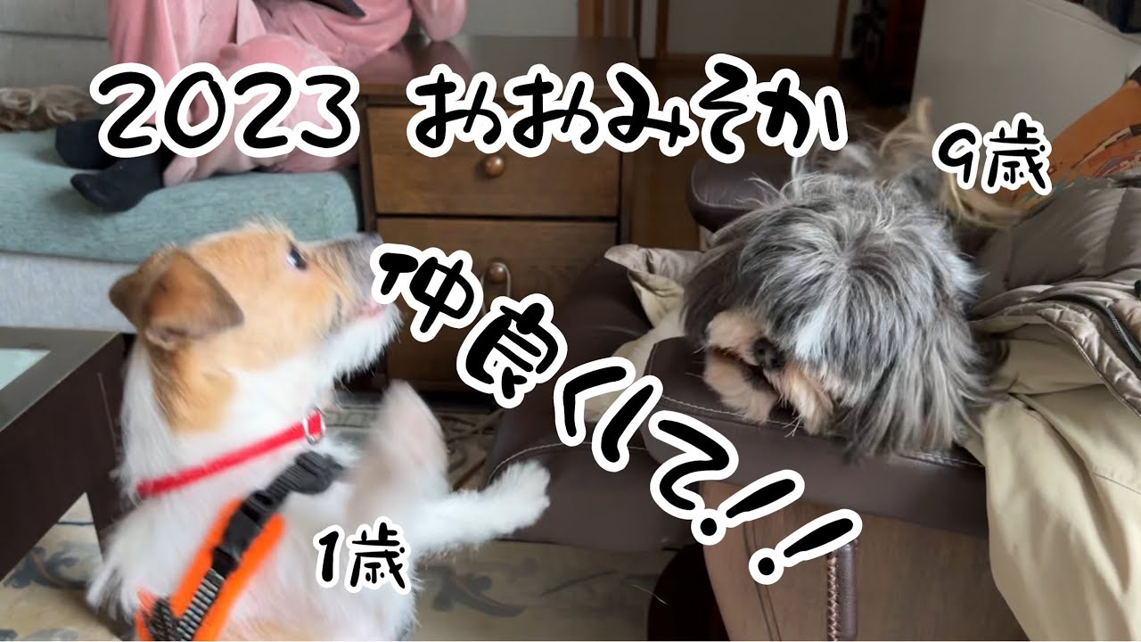 【シーズー犬】2023大晦日　大人げないタロー。