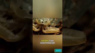 hydraulic system in a spider#shorts #youtubeshorts #shortsfeed #nature #spider #hydraulic