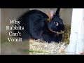 Why Rabbits Can&#39;t Vomit (Throw Up Explained)