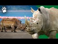 Extinction des espces dafrique  lhistoire dun massacre  documentaire animalier  amp