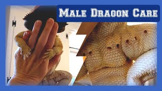 Bearded Dragon Femoral Pores (please read below) - cleaned out, iodine applied