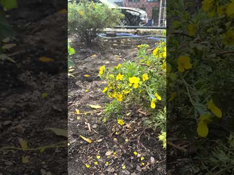 NYC Phoenix Community Garden - Brooklyn
