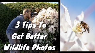 3 Wildlife Photography TIPS || HOW TO GET BETTER PHOTOS ||