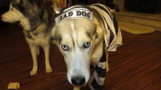 Dog Freezes in Halloween Costume Funny Must See - Siberian Husky