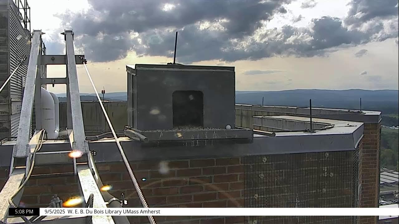 UMass Amherst Libraries Falcon Cam 2025