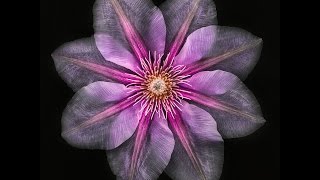 Creative Floral Photography with Harold Davis