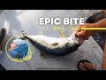 Epic 1.5 day trip on the Pacifica Sportfishing! (Yellowtail and Mahi!)