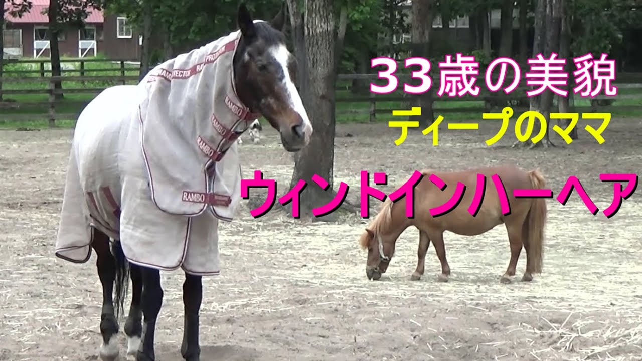 33歳奇跡の美貌ウィンドインハーヘア🐎ディープインパクトのお母様