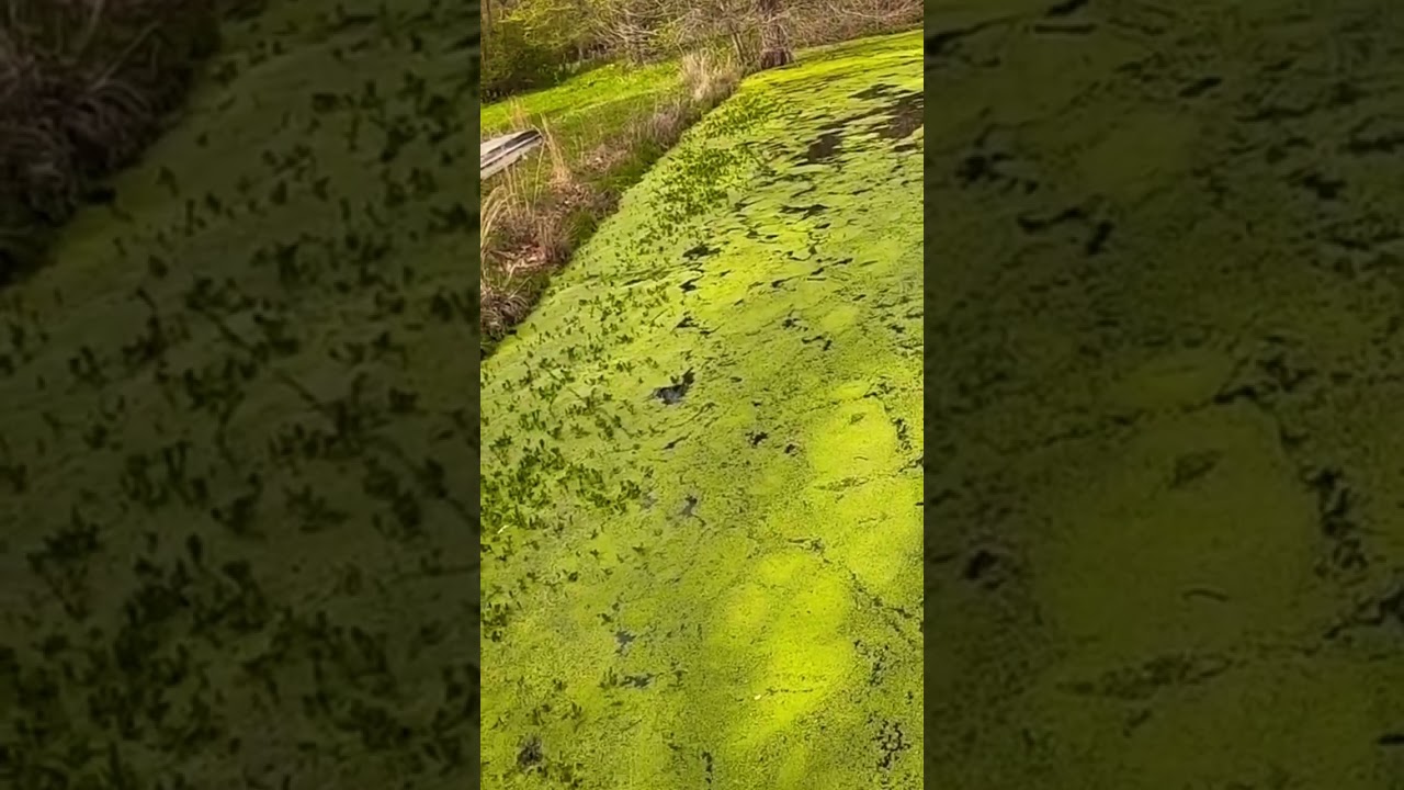 Topwater frog blowup 