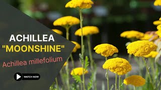 Exclusive Achillea "Moonshine"  | Achillea Millefolium | TinyLeaf Information