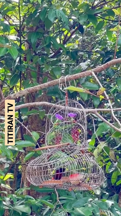 Mikat Kolibri Ninja Trotol