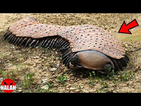 Vidéo: Les plus gros insectes du monde : photo