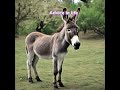 هل تعلم أن تصميم عين الحمار معلومه قصص هل تعلم أن تصميم عين الحمار معلومه قصص