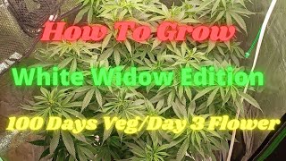 How to Grow Cannabis| White Widow Edition| 100 Days of Veg to Day 3 of Flower