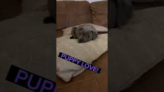 #puppy #live #bully #dog #memes #viral #uk #bluestaff #subscribe #mexico #india #world #pets