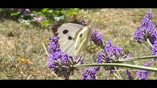 cabbage white butterfly short (pieris rapae). 29/7/26.