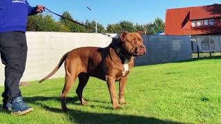 American Bully XL Alphadog’s Iron Man by CanineDogProject 815 views 2 years ago 1 minute, 2 seconds