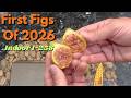 First Ripe Fig of the Year! Indoor I-258 Taste Test