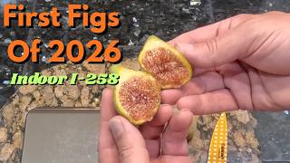 First Ripe Fig of the Year! Indoor I-258 Taste Test